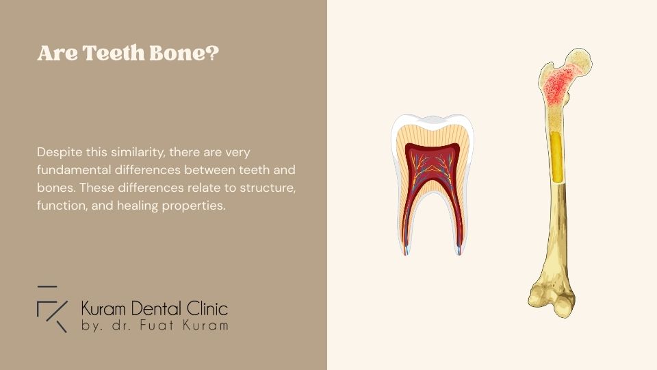 Are Teeth Bone?